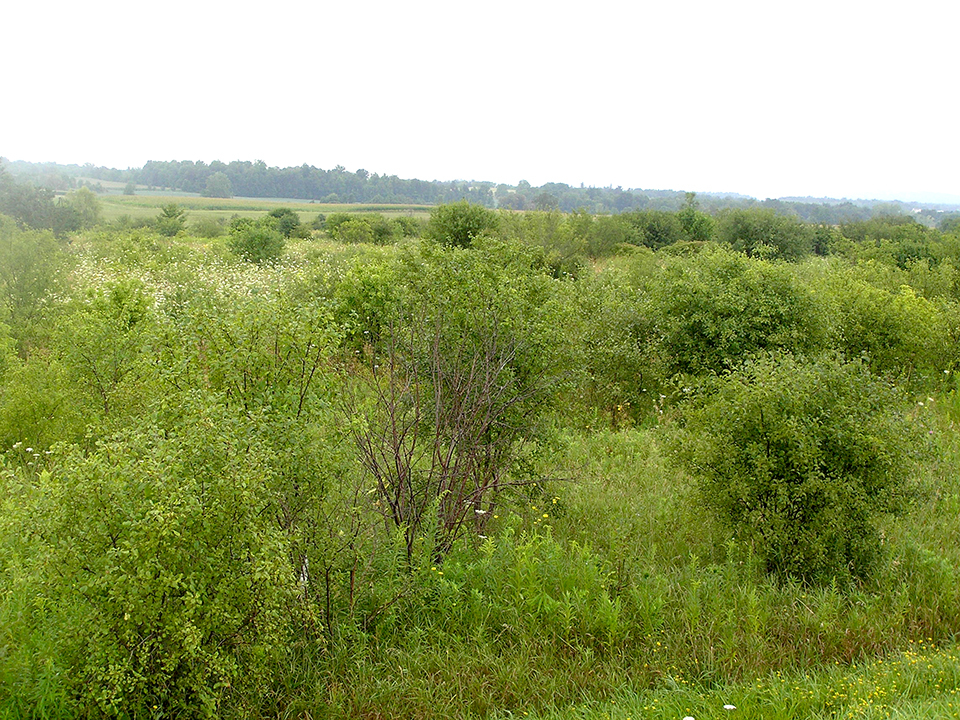 Buckthorn field